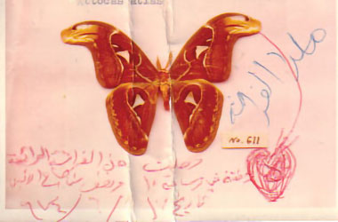butterfly