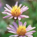 gallery-3-56